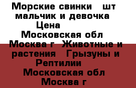 Морские свинки 2 шт. мальчик и девочка › Цена ­ 1 200 - Московская обл., Москва г. Животные и растения » Грызуны и Рептилии   . Московская обл.,Москва г.